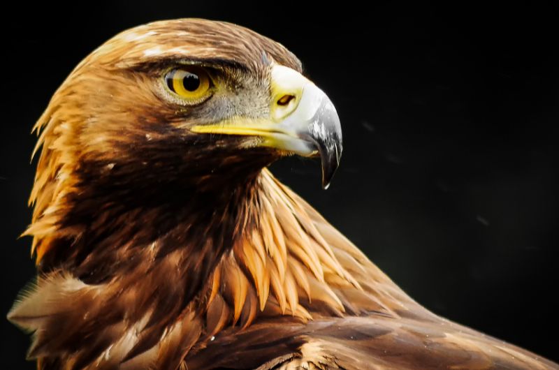 Geisterführer Adler